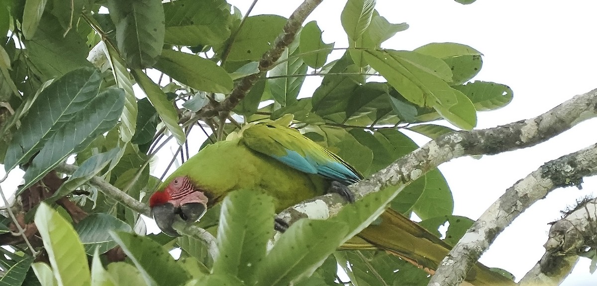 Great Green Macaw - ML616385501