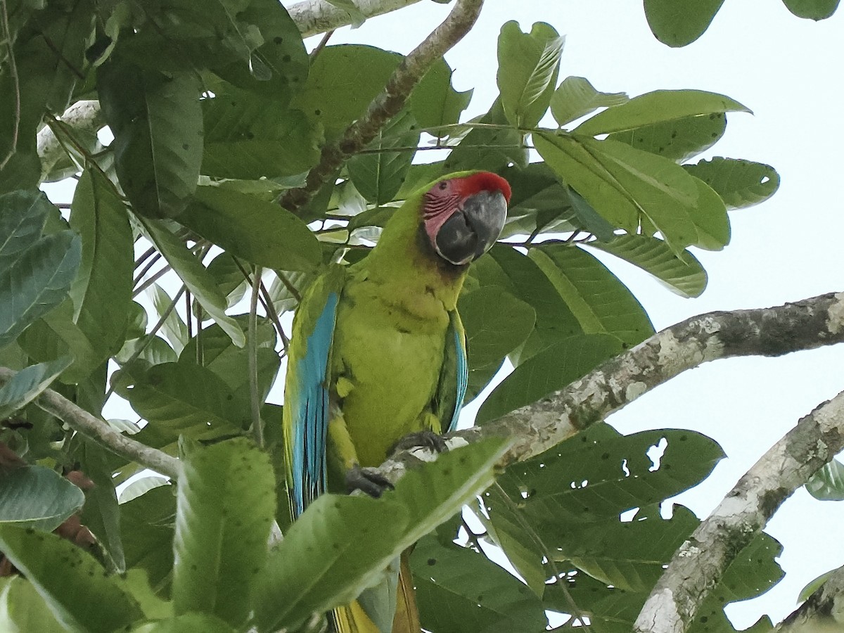 Great Green Macaw - ML616385502