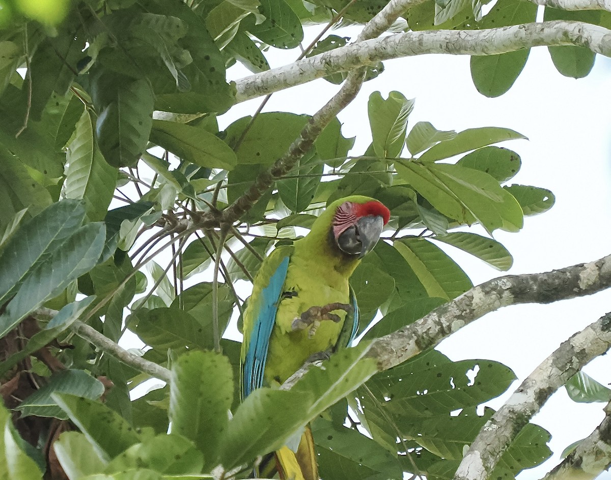 Great Green Macaw - ML616385504