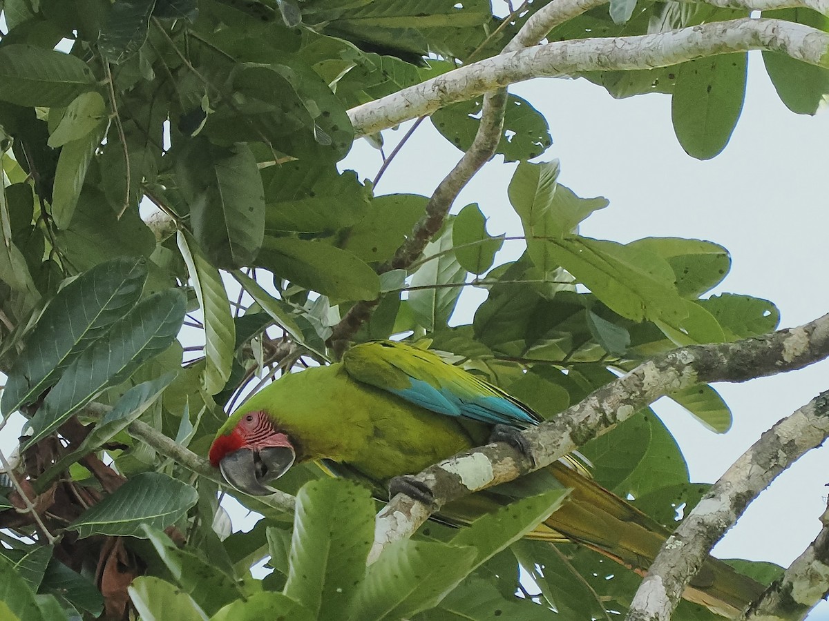 Great Green Macaw - ML616385505