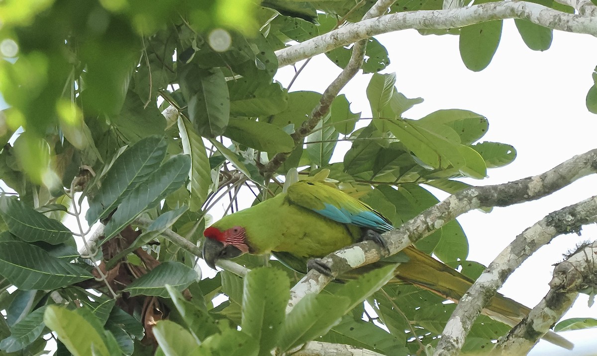 Great Green Macaw - ML616385506