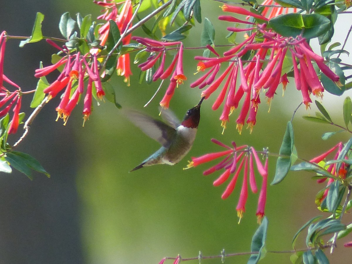 Ruby-throated Hummingbird - ML616385527