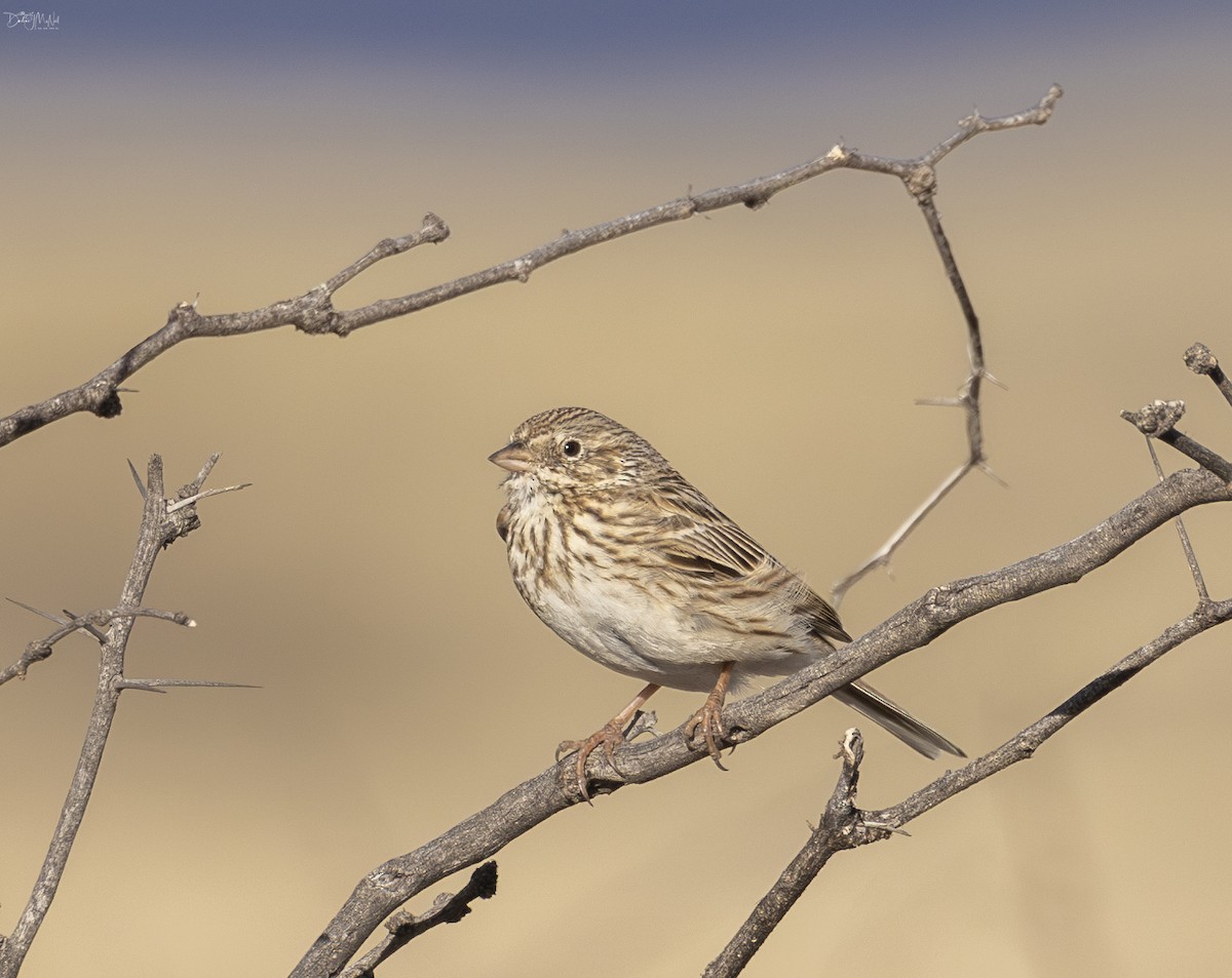 Vesper Sparrow - ML616385546