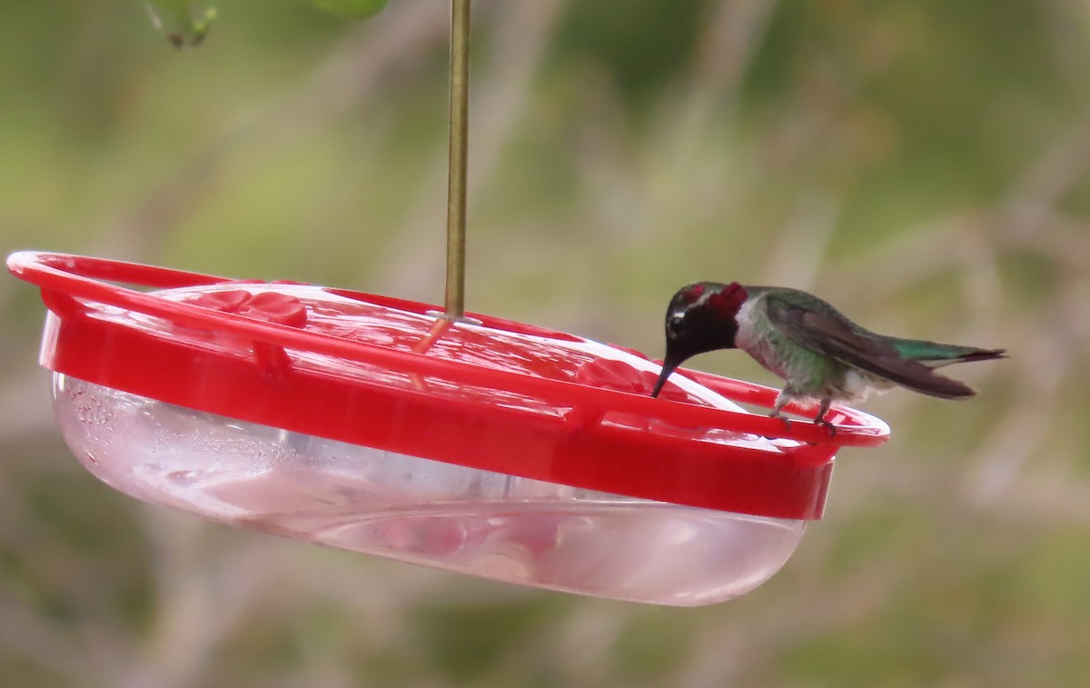 Anna's Hummingbird - ML616385641