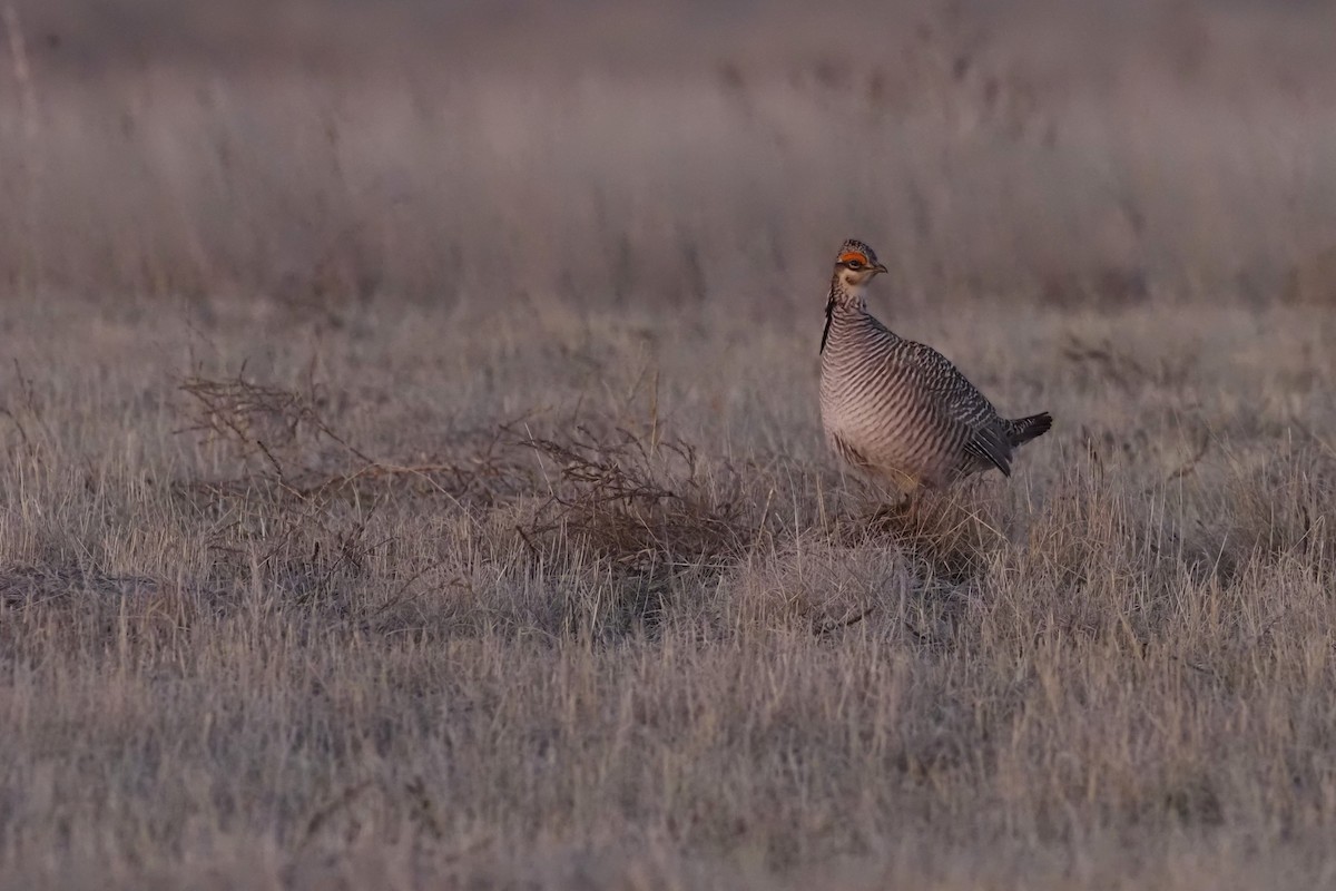 Lesser Prairie-Chicken - Nick  Kontonicolas