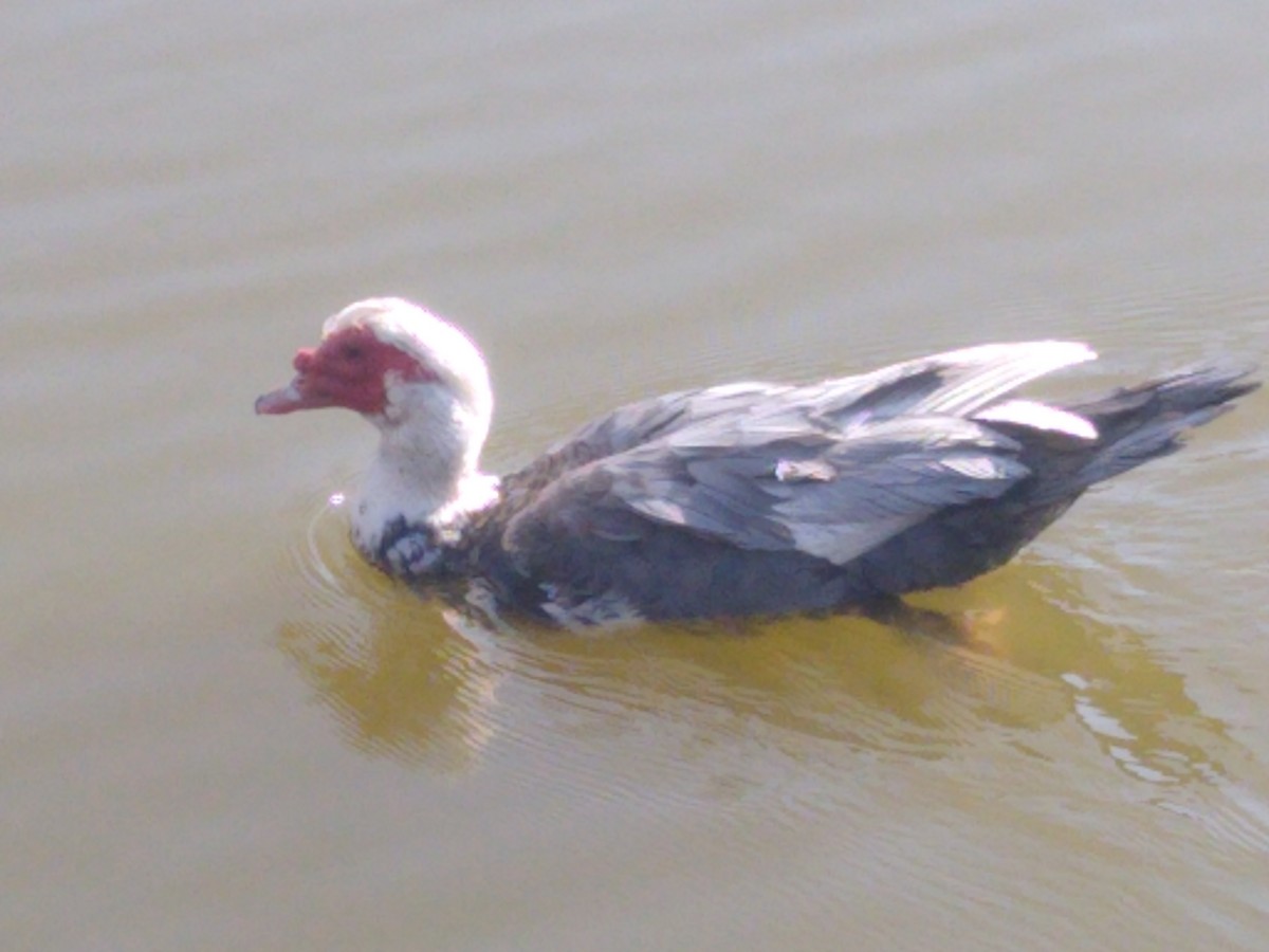 Muscovy Duck (Domestic type) - ML616385750