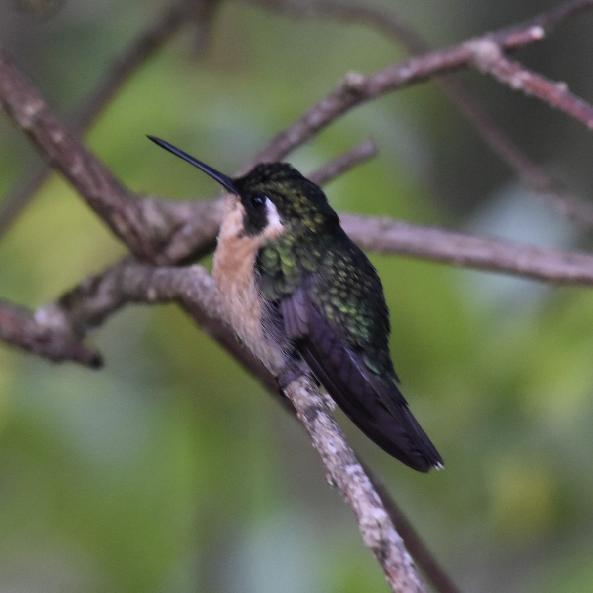 White-throated Mountain-gem (Gray-tailed) - ML616385779