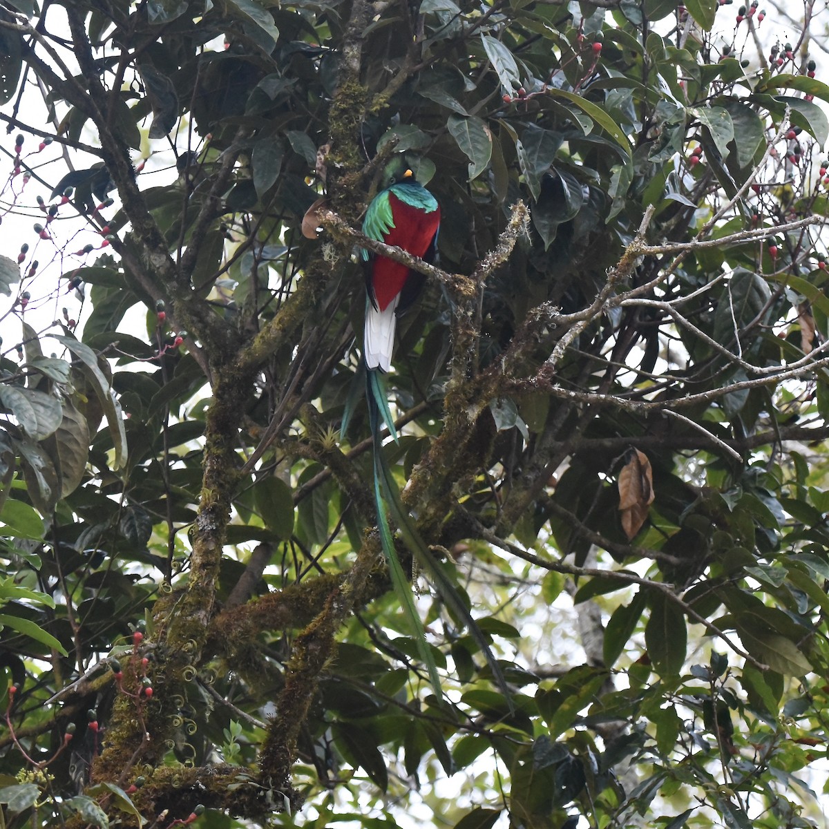 Resplendent Quetzal (Costa Rican) - ML616385825