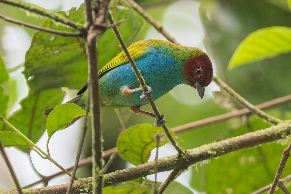 Bay-headed Tanager (Bay-and-blue) - Ryan Shean