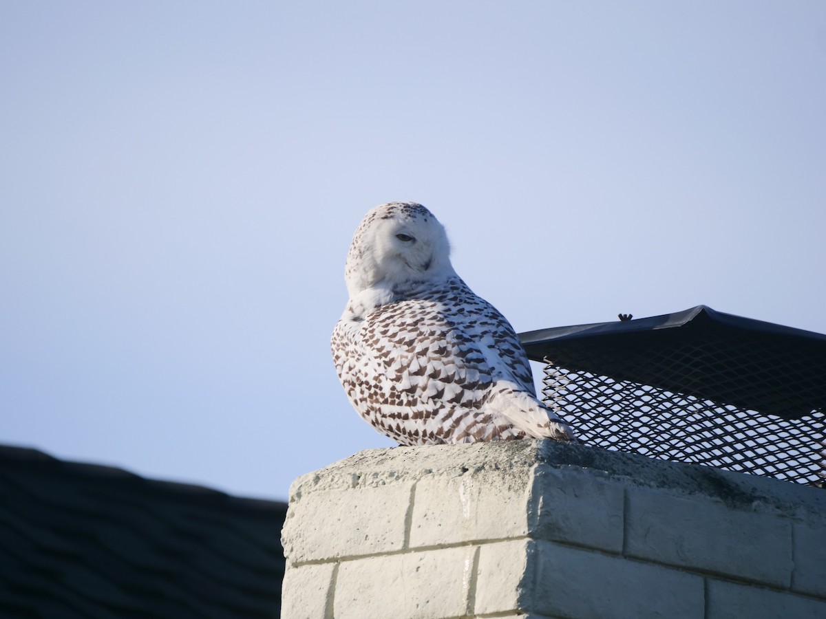 Snowy Owl - ML616385984