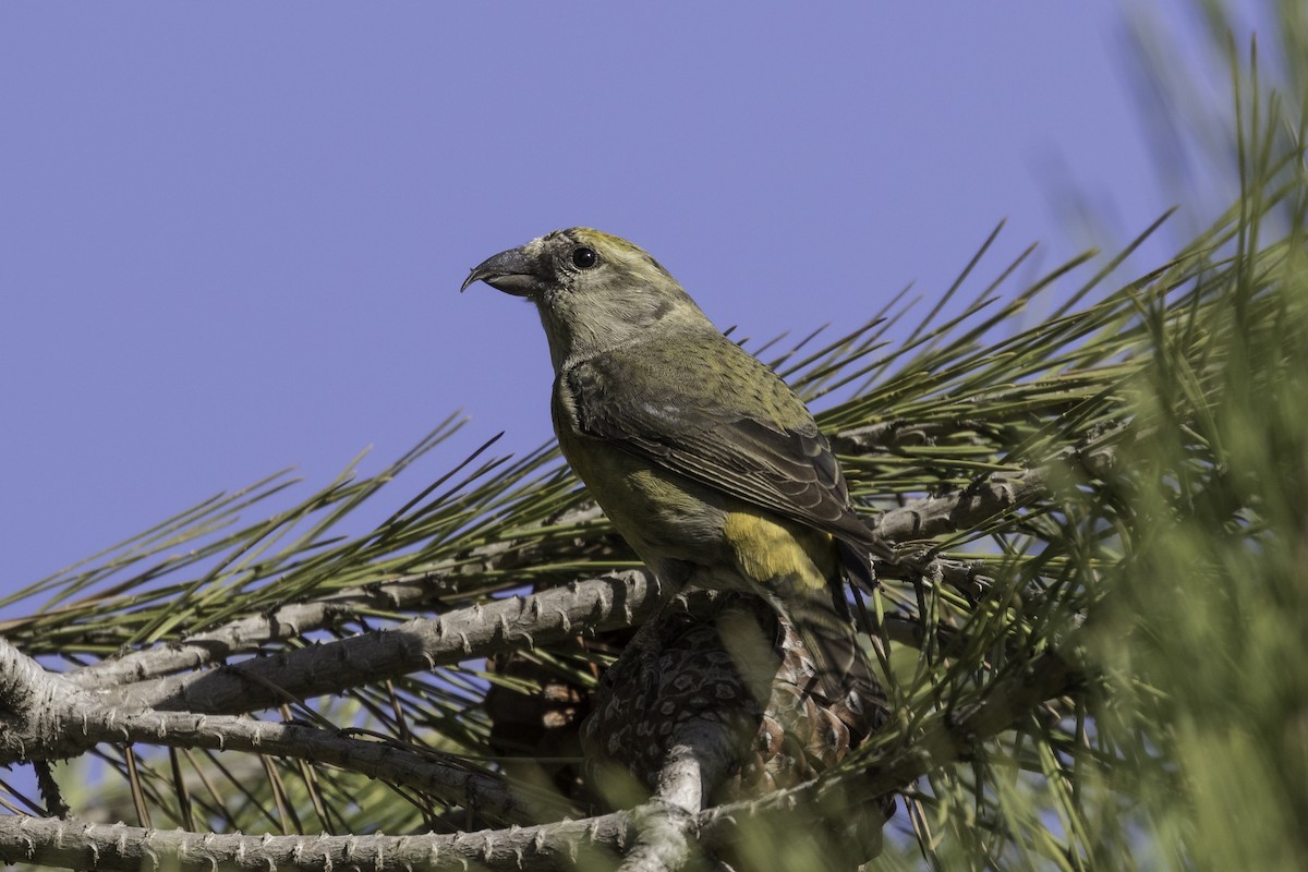 Red Crossbill - Anthony Gliozzo