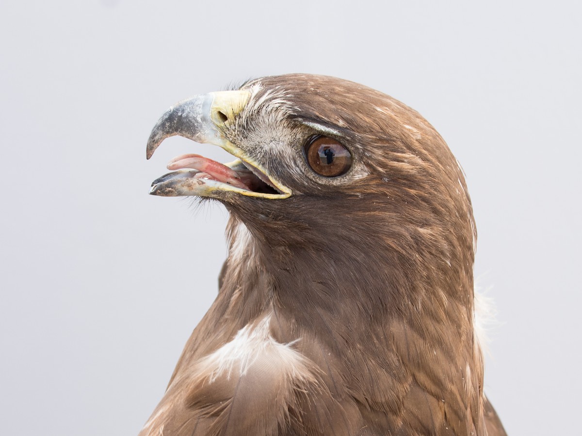 Red-tailed Hawk - ML616386060