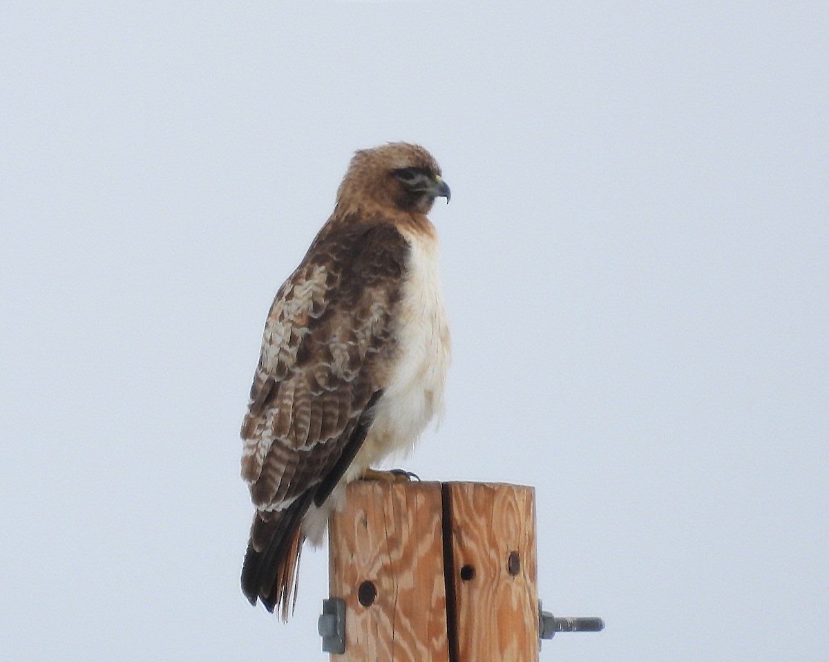 Red-tailed Hawk - ML616386072