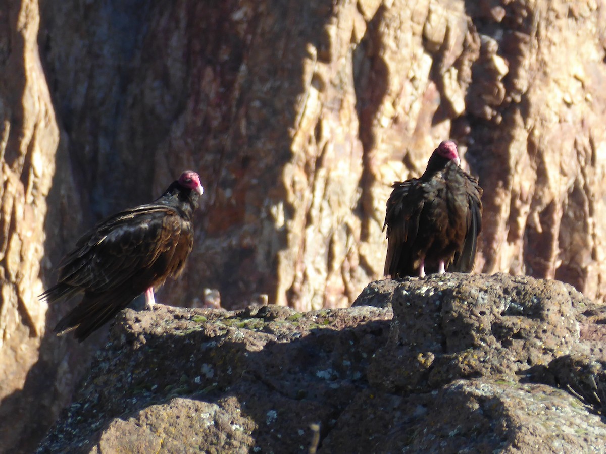Turkey Vulture - Coleen Pidgeon