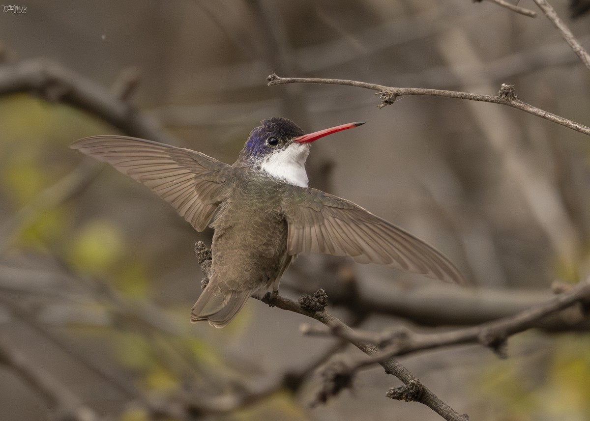 Violet-crowned Hummingbird - Darlene J McNeil