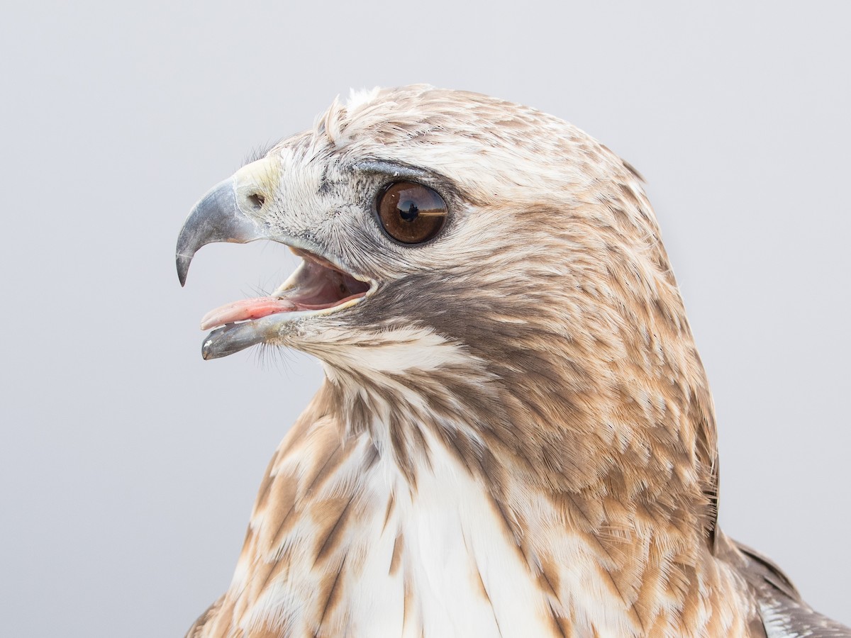 Red-tailed Hawk - ML616386206