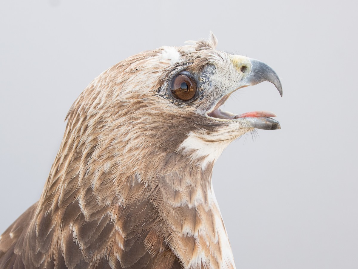 Red-tailed Hawk - ML616386207