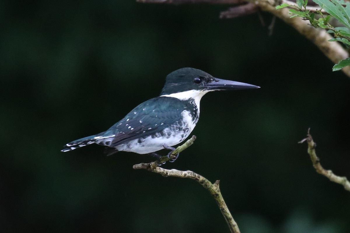 Green Kingfisher - Corné Pieterse