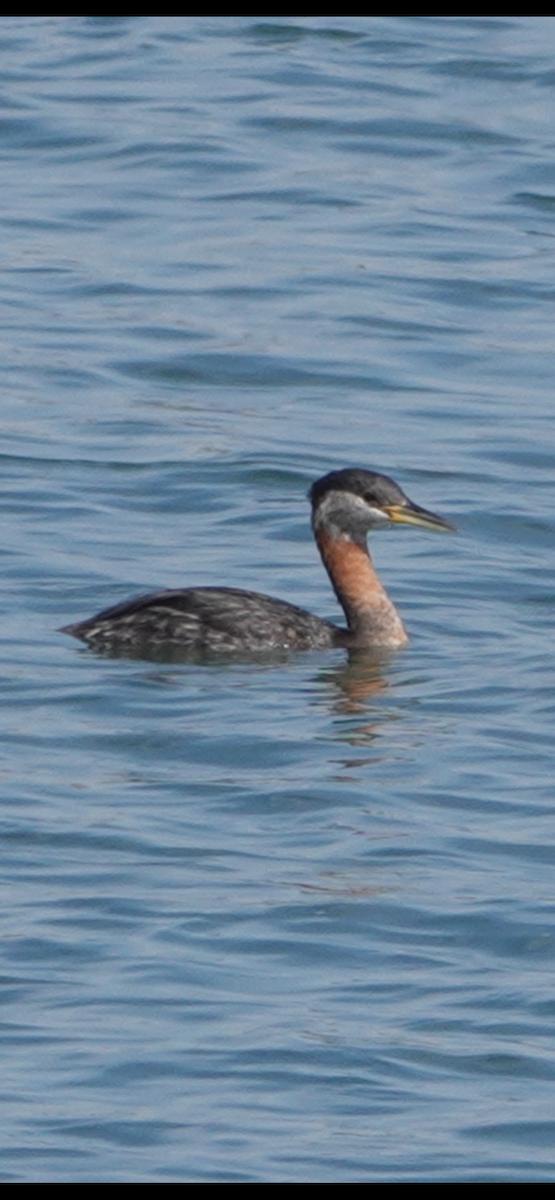 eBird Checklist - 23 Mar 2024 - Stockton Lake--Cedar Ridge Campground ...