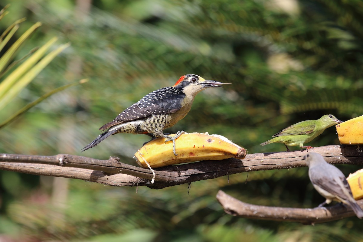 Black-cheeked Woodpecker - ML616386265