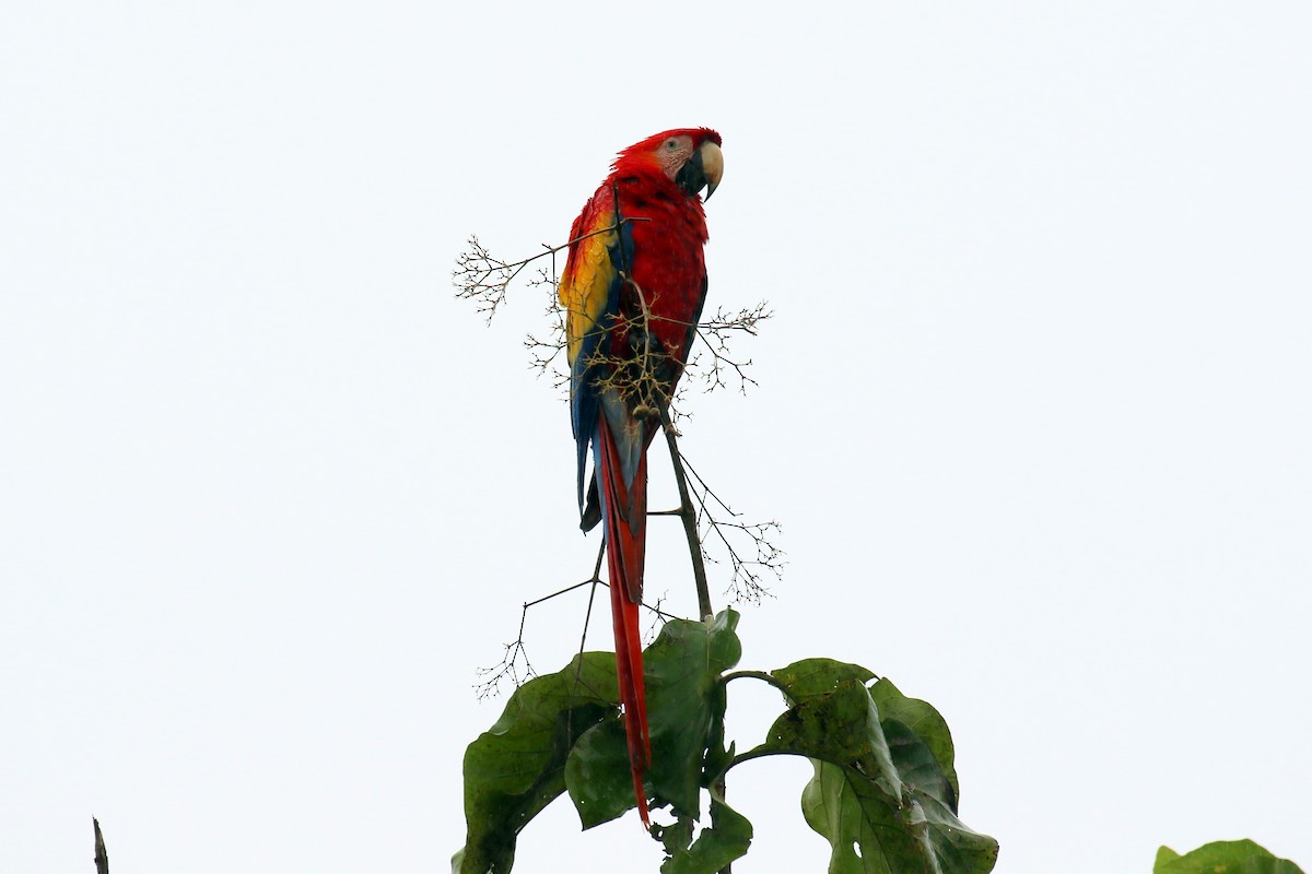 Scarlet Macaw - ML616386313