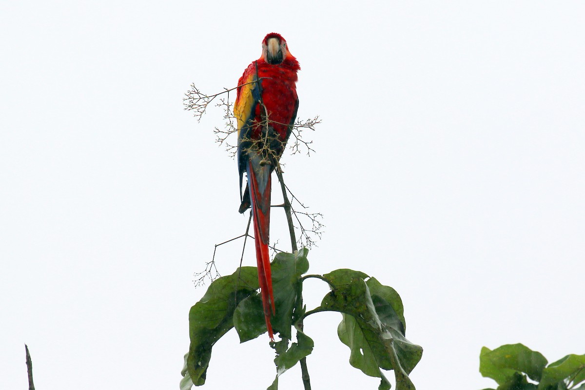 Scarlet Macaw - ML616386315