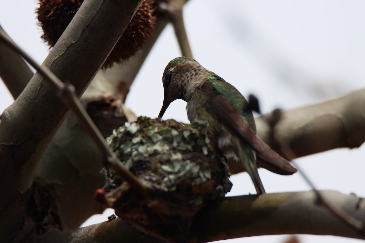 Anna's Hummingbird - ML616386391