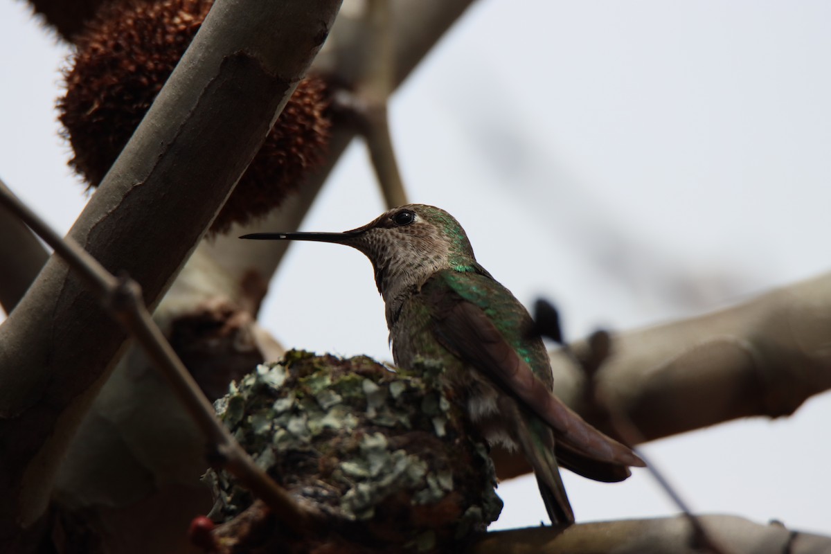 Anna's Hummingbird - ML616386394