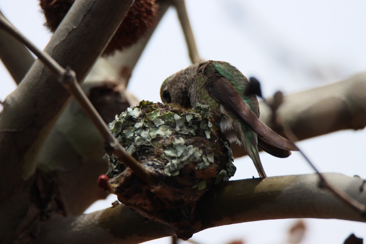Anna's Hummingbird - ML616386395