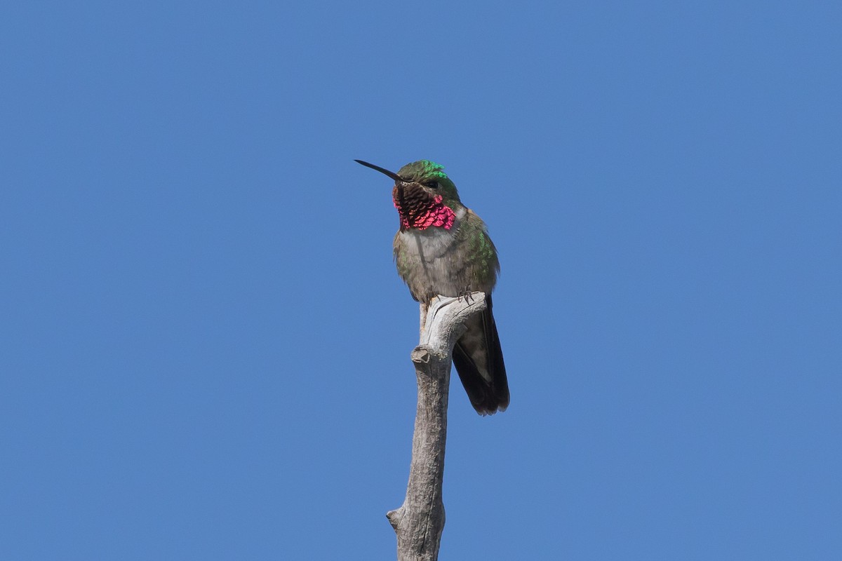 Broad-tailed Hummingbird - Lee Wallace