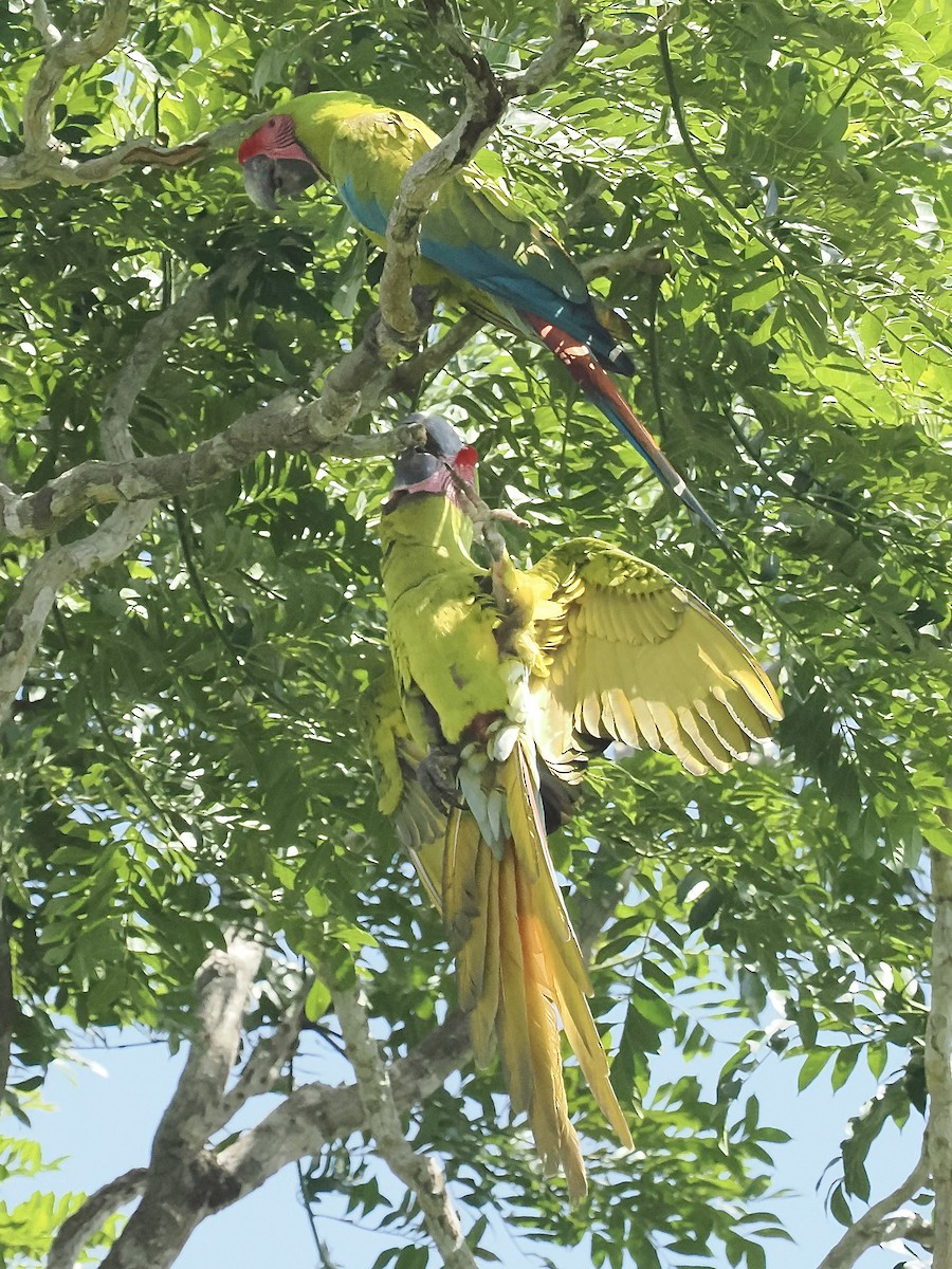 Great Green Macaw - ML616386416