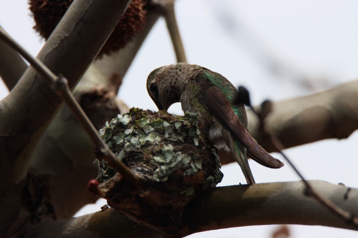 Anna's Hummingbird - ML616386428