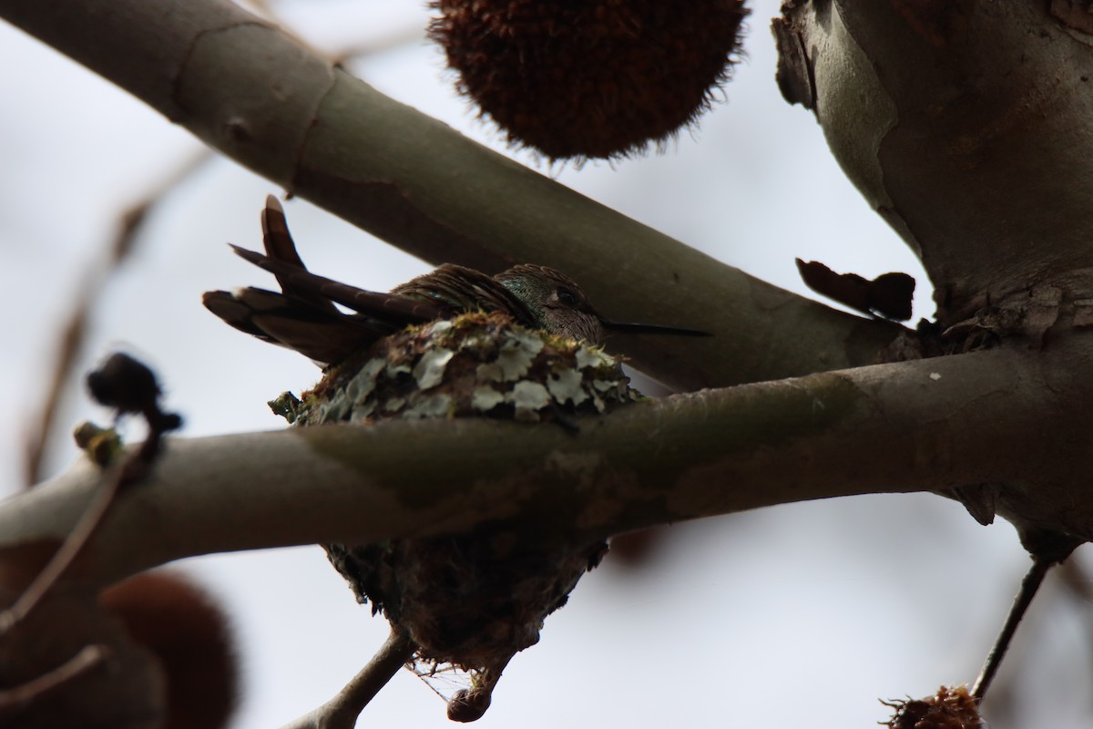 Anna's Hummingbird - ML616386433