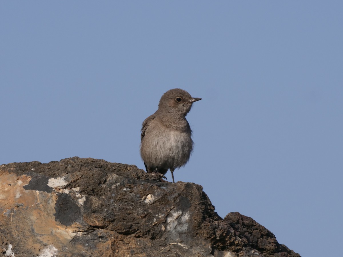 Sombre Rock Chat - ML616386518