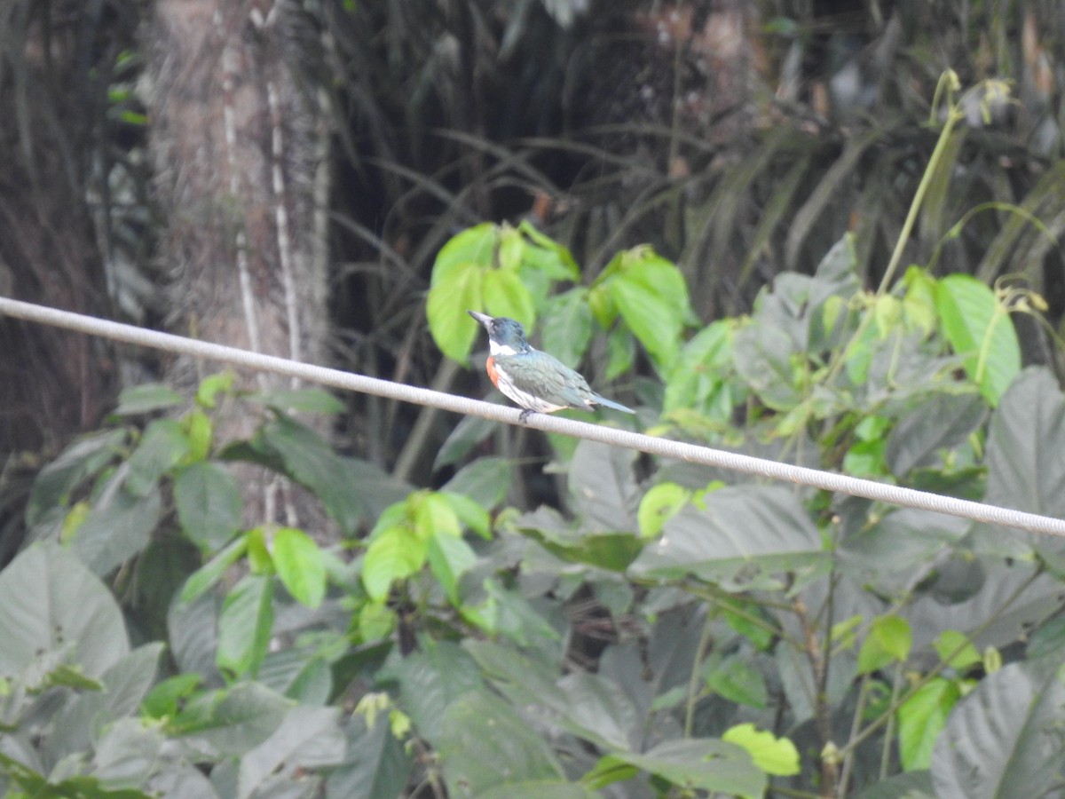 Amazon Kingfisher - ML616386519