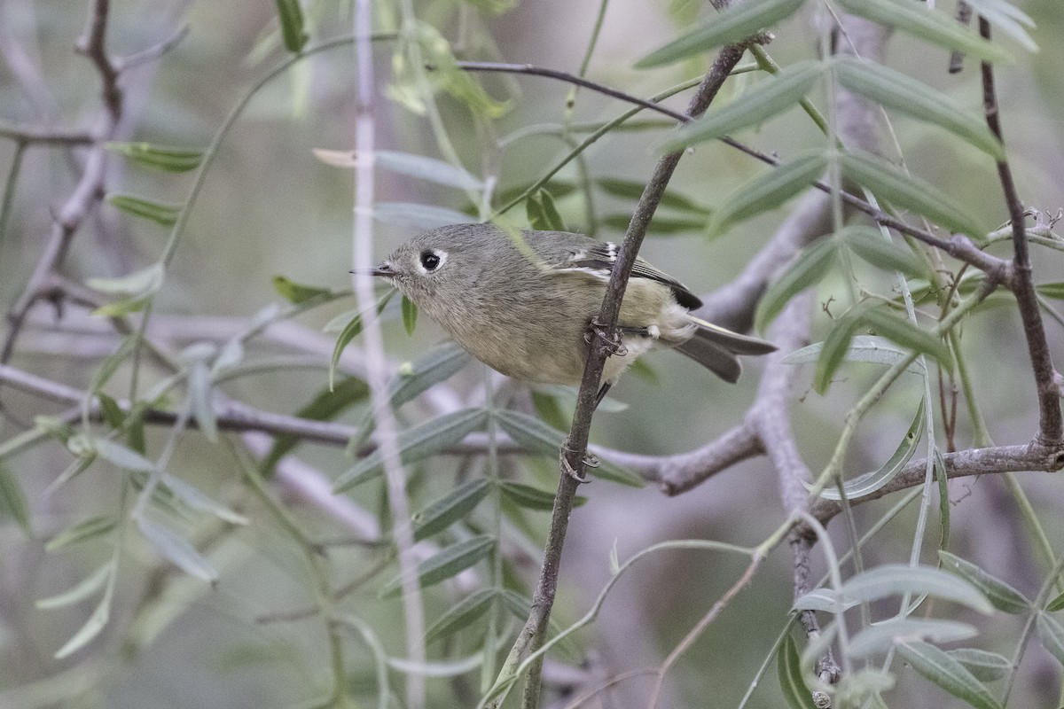 Ruby-crowned Kinglet - Anthony Gliozzo