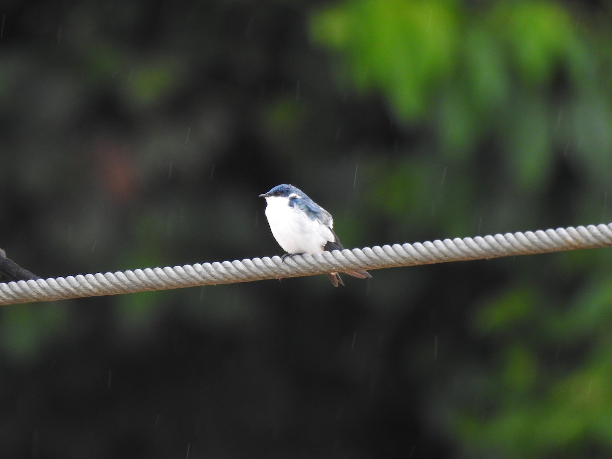 White-winged Swallow - ML616386586