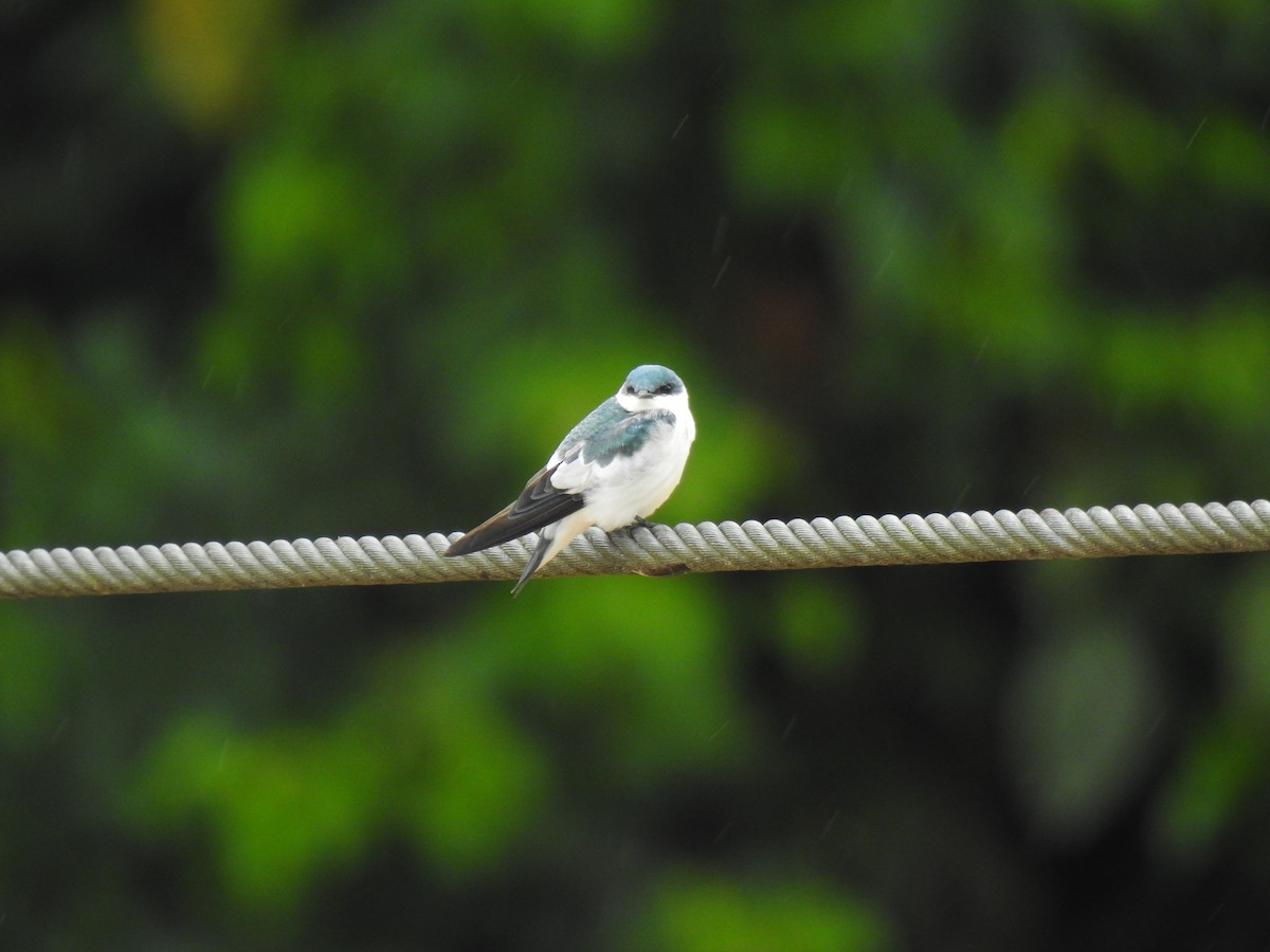 White-winged Swallow - ML616386587