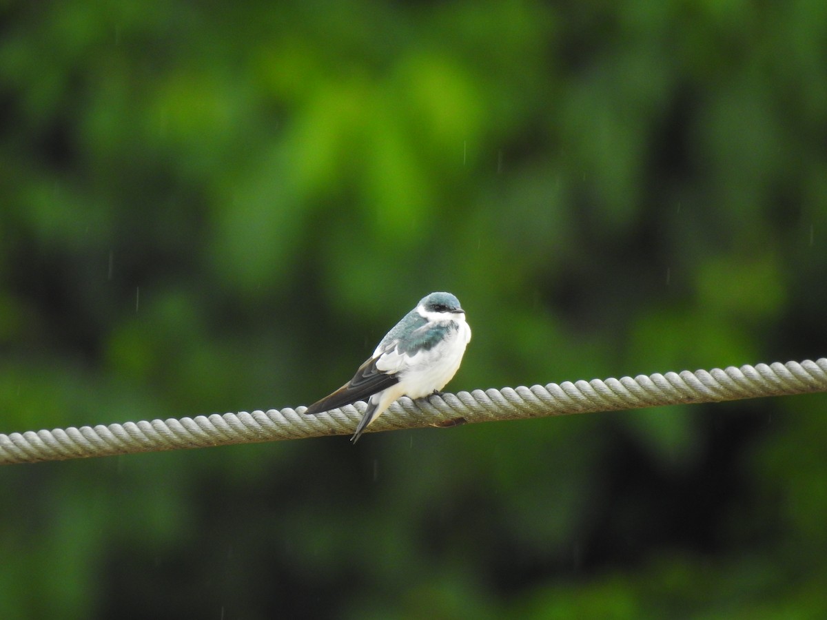 White-winged Swallow - ML616386589