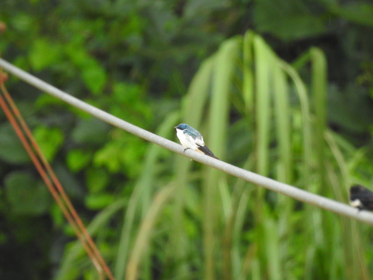 White-winged Swallow - fabian castillo