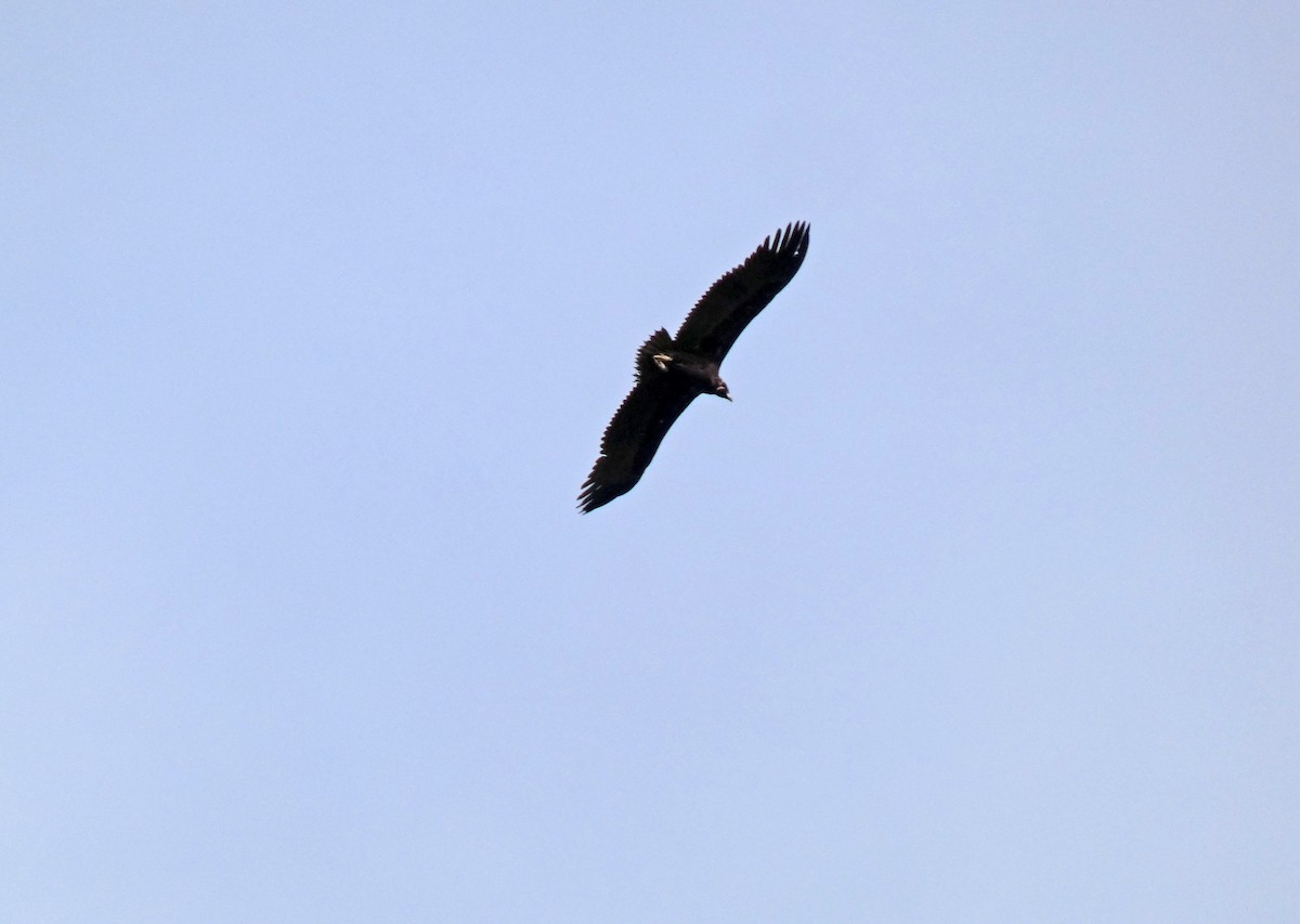 Cinereous Vulture - ML616386602