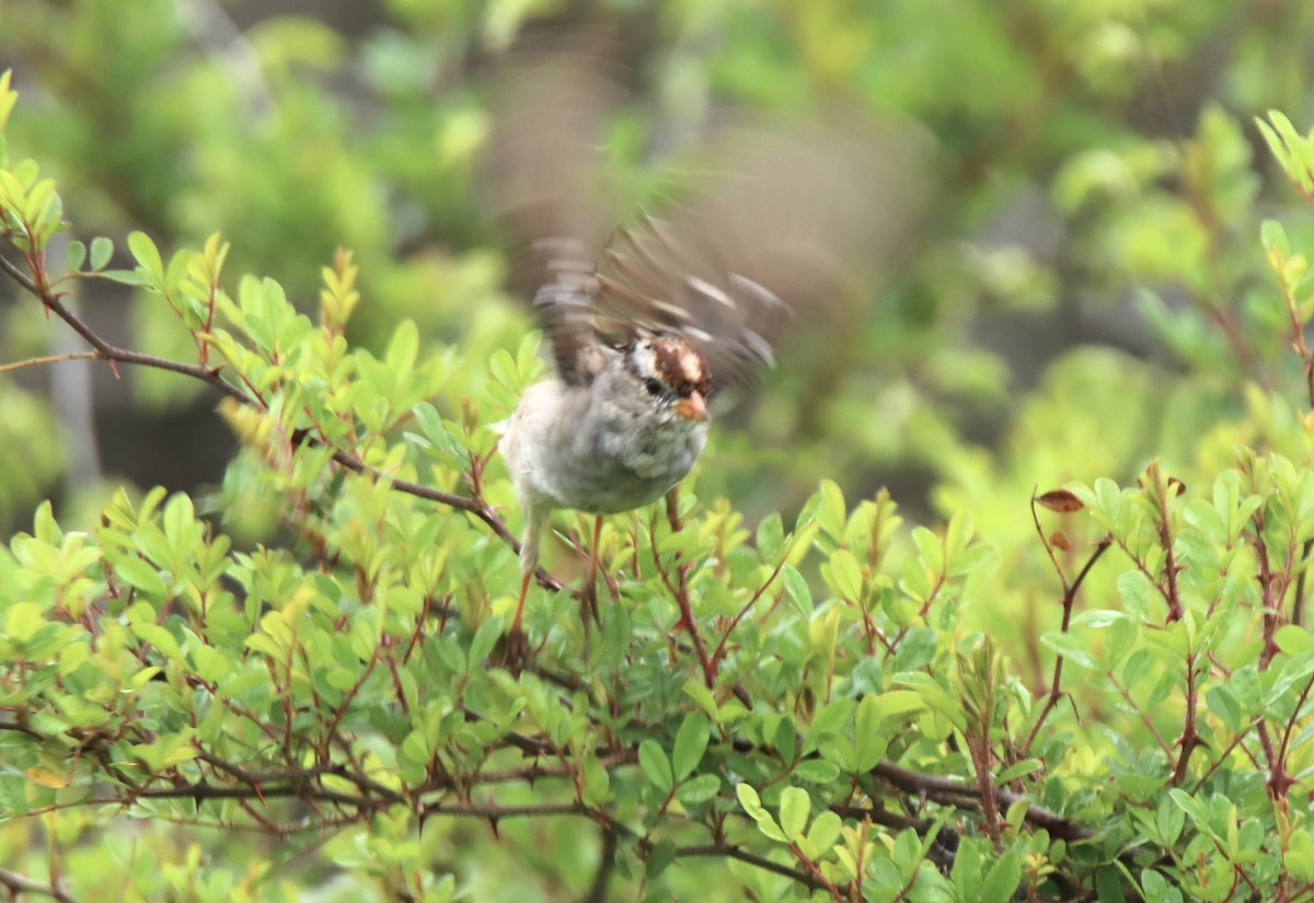 White-crowned Sparrow - ML616386679
