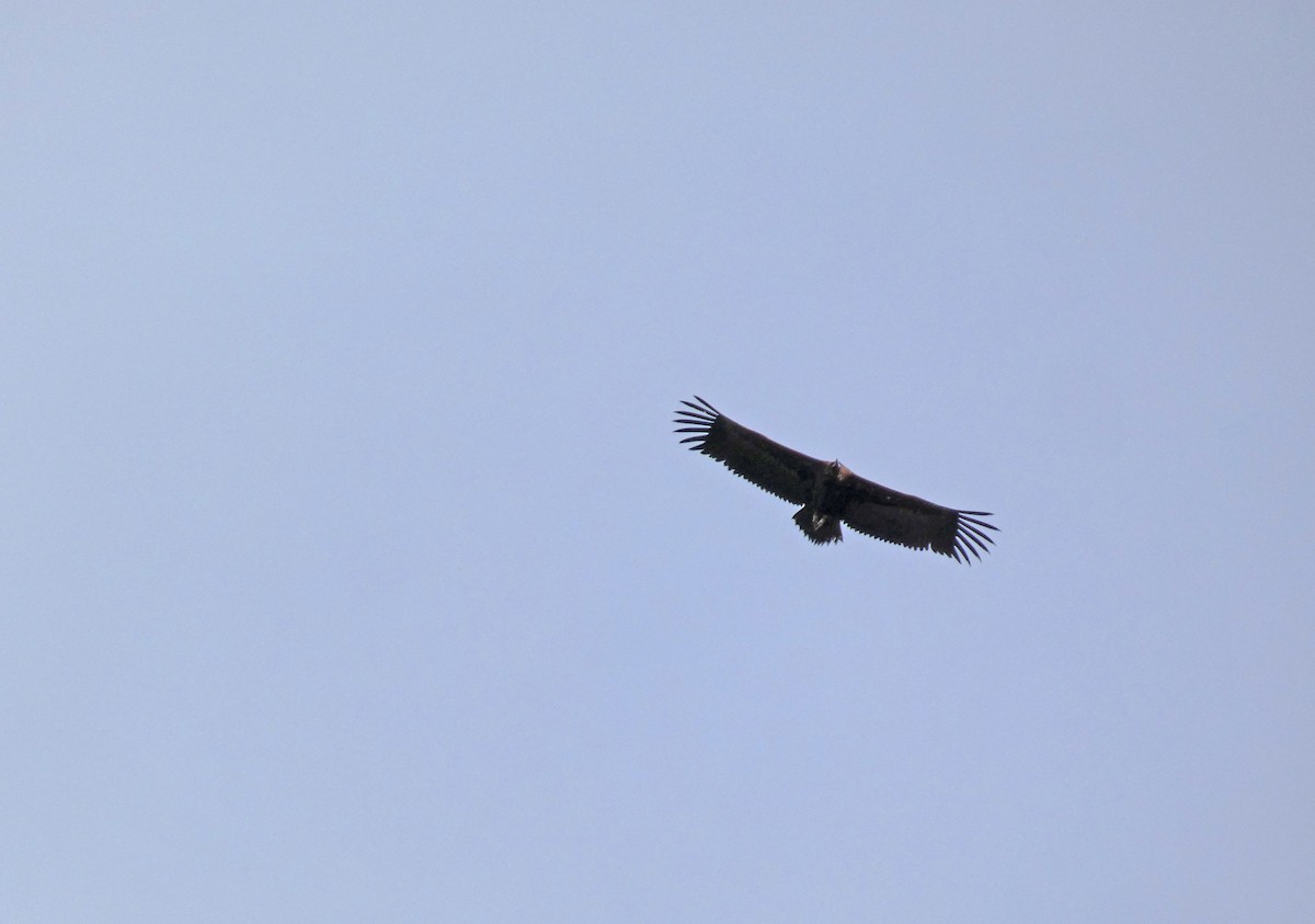 Cinereous Vulture - ML616386691