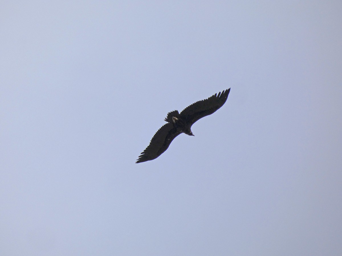 Cinereous Vulture - ML616386729