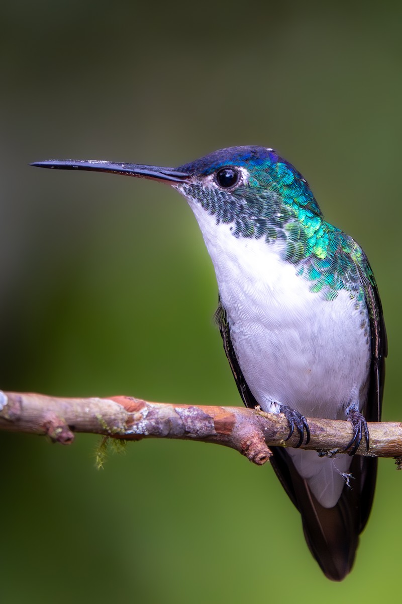 kolibřík andský - ML616386872