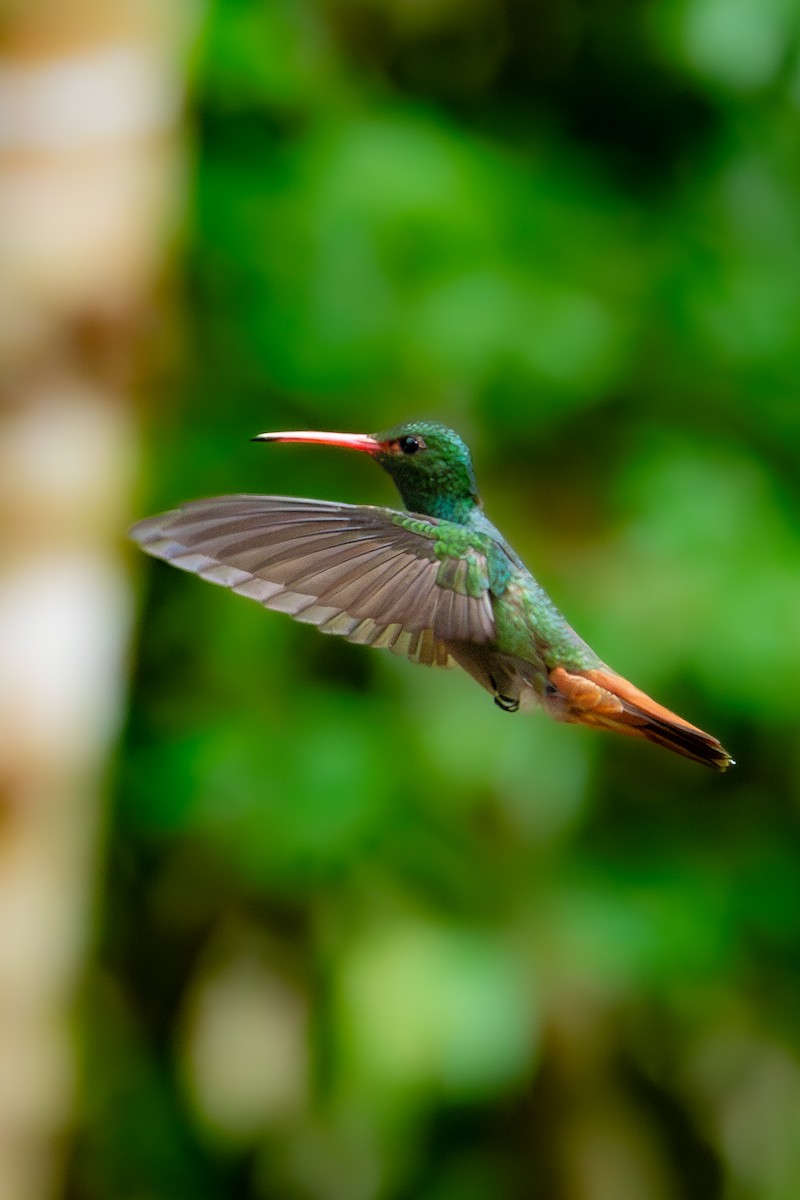 Rufous-tailed Hummingbird - Forest Tomlinson