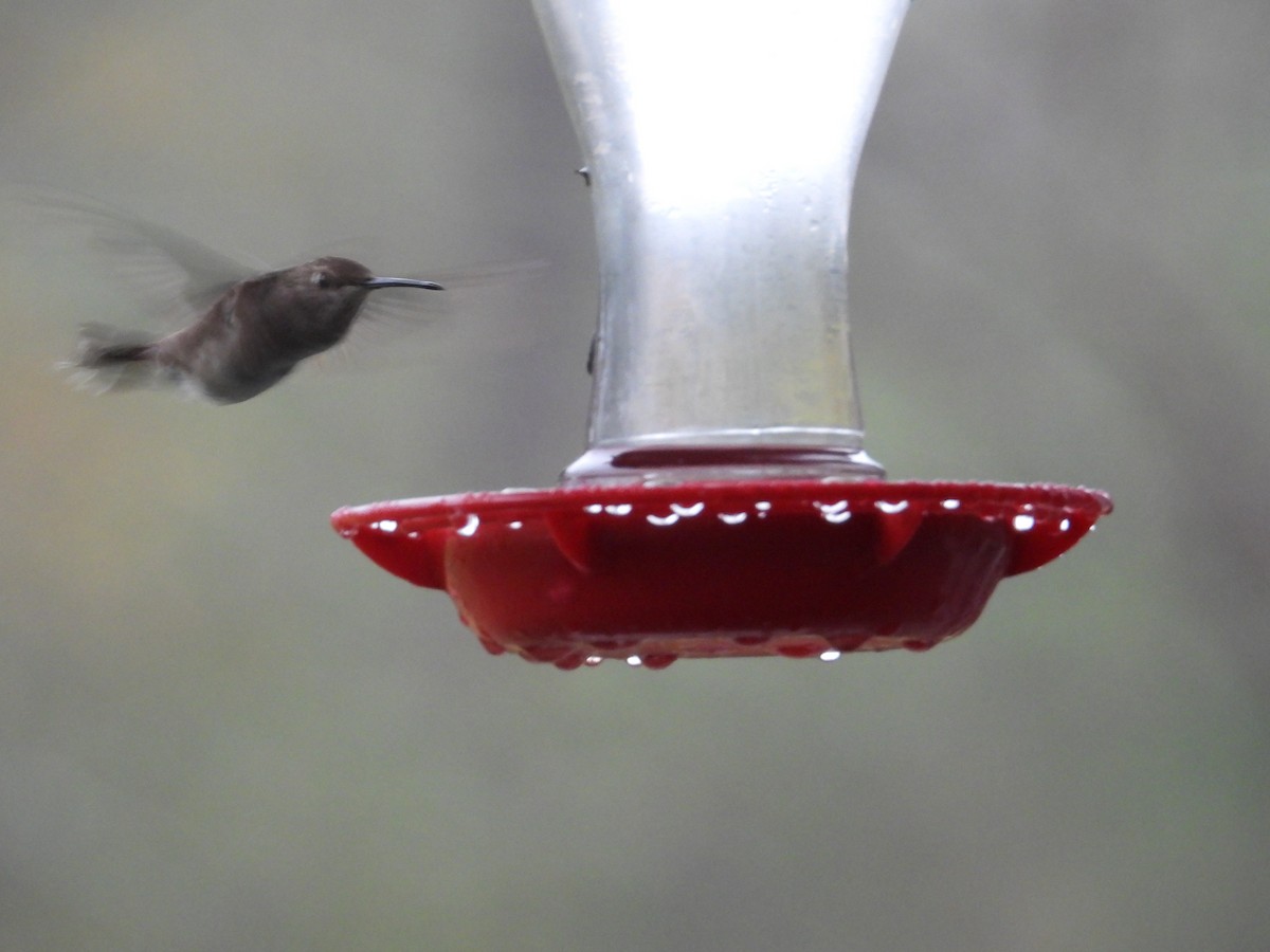 Calliope Hummingbird - ML616386979