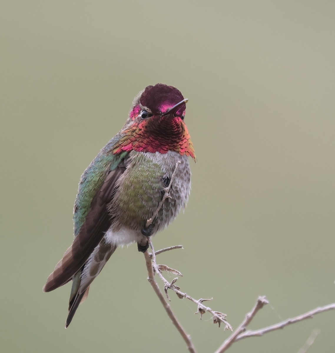 Anna's Hummingbird - ML616387029