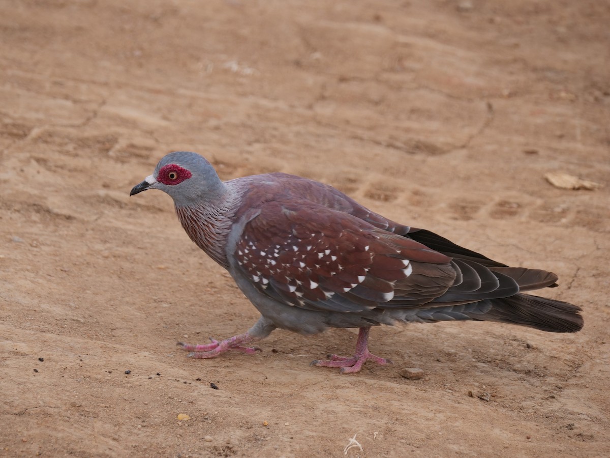 Speckled Pigeon - Brett Hartl