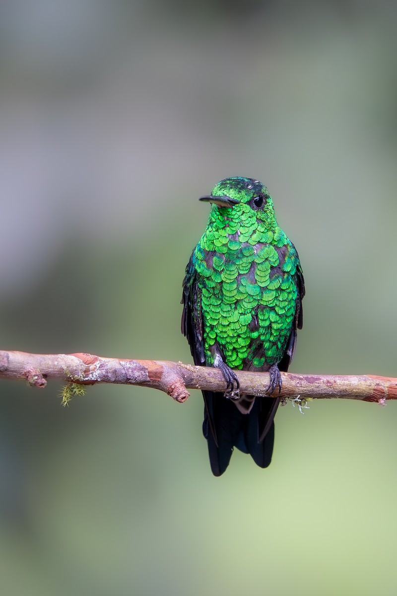 Steely-vented Hummingbird - Forest Tomlinson